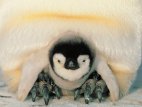THERMISCHE isolatie